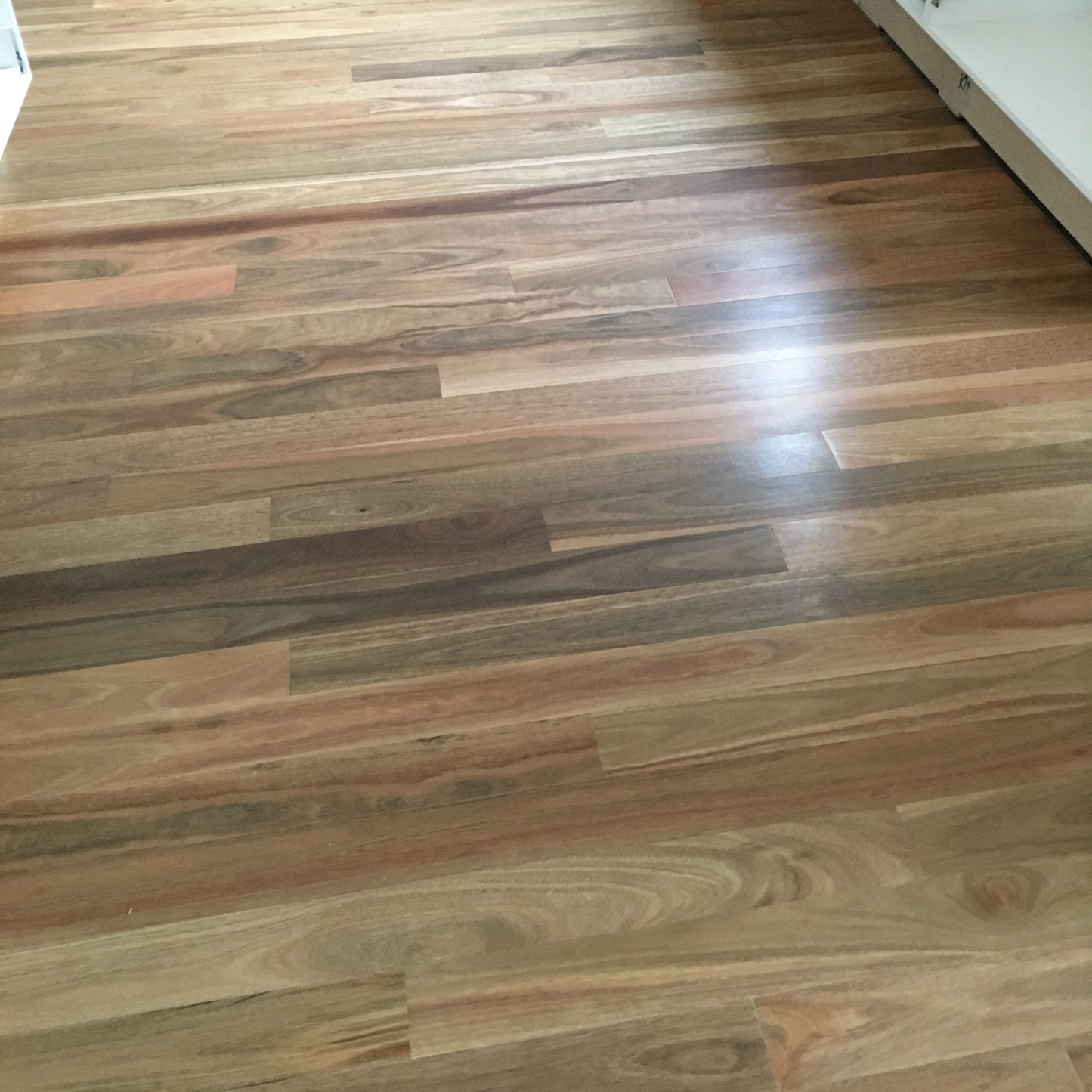 Spotted Gum Solid Flooring