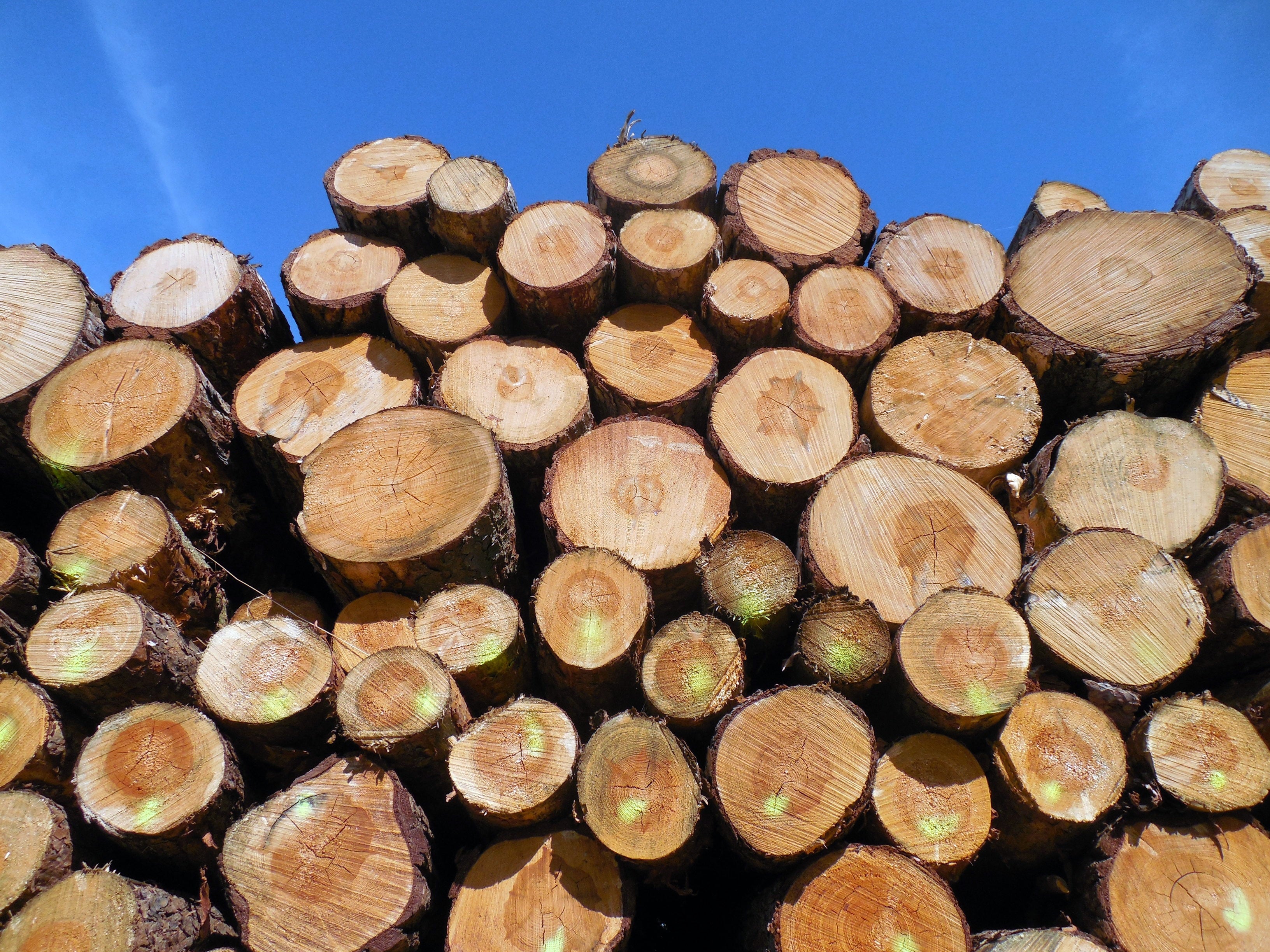 LB Timber